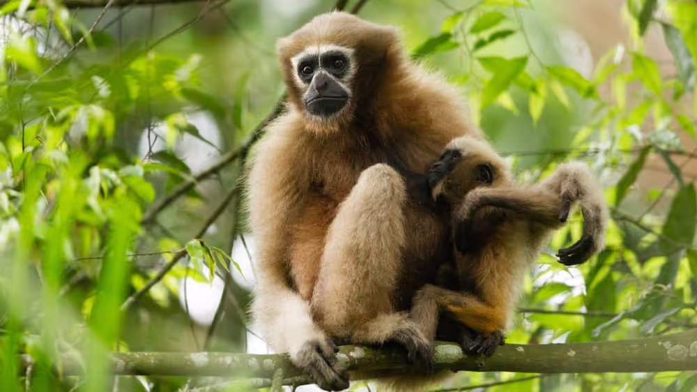 Himanta Warns: Assam's Gibbon-Human Bond Threatened by Habitat Crisis