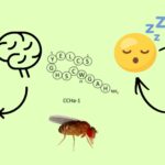 How a Tiny Gut Peptide Shapes Fly Eating, Sleep & Survival