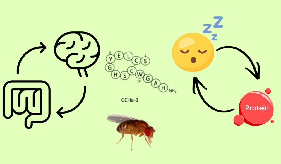 How a Tiny Gut Peptide Shapes Fly Eating, Sleep & Survival