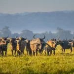 After Decades: Wild Buffaloes to Move to Kanha Tiger Reserve