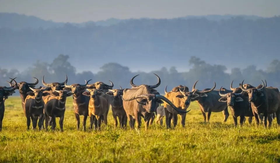 After Decades: Wild Buffaloes to Move to Kanha Tiger Reserve