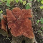 Majuli Char Deforestation Sparks Urgent Human–Elephant Crisis