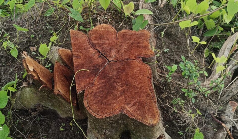Majuli Char Deforestation Sparks Urgent Human–Elephant Crisis