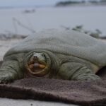 Triumphant Release: India's First Satellite-Tagged Ganges Softshell Turtle