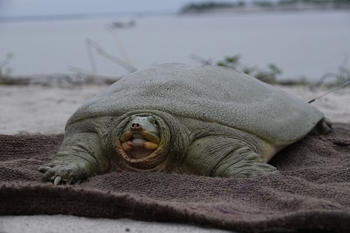 Triumphant Release: India's First Satellite-Tagged Ganges Softshell Turtle