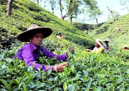 Historic Win: Assam Tea Body Secures May Day Wages for Temps