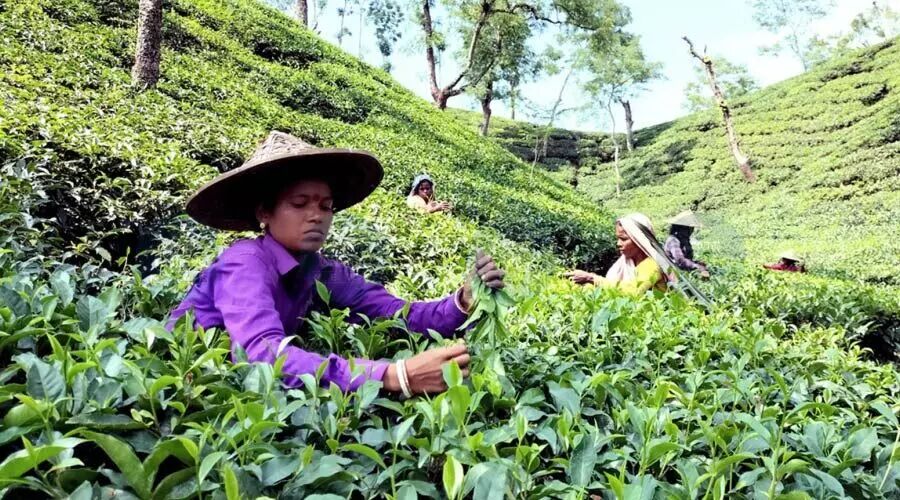 Historic Win: Assam Tea Body Secures May Day Wages for Temps