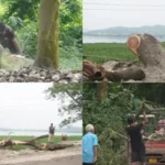 Alarming Tree Felling in Guwahati's Deepor Beel Threatens Ecology