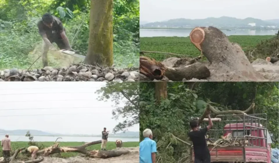 Alarming Tree Felling in Guwahati's Deepor Beel Threatens Ecology