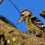 Masimpur Military Launches Endemic Bird Day Count in Barak Valley