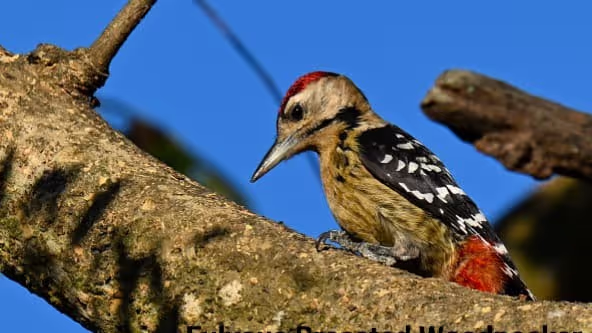 Masimpur Military Launches Endemic Bird Day Count in Barak Valley