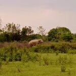 Wild Elephant Rampage in Nagaon's Samaguri: Homes, Crops Ravaged