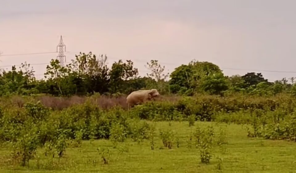 Wild Elephant Rampage in Nagaon's Samaguri: Homes, Crops Ravaged