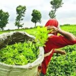 Assam Targets Rs 450 Tea Worker Wage to Fuel Global Tea Push