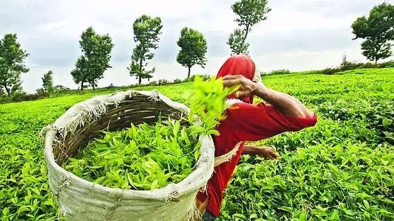Assam Targets Rs 450 Tea Worker Wage to Fuel Global Tea Push