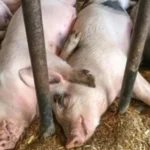 African Swine Fever Confirmed in Dimapur: Containment Zones Declared