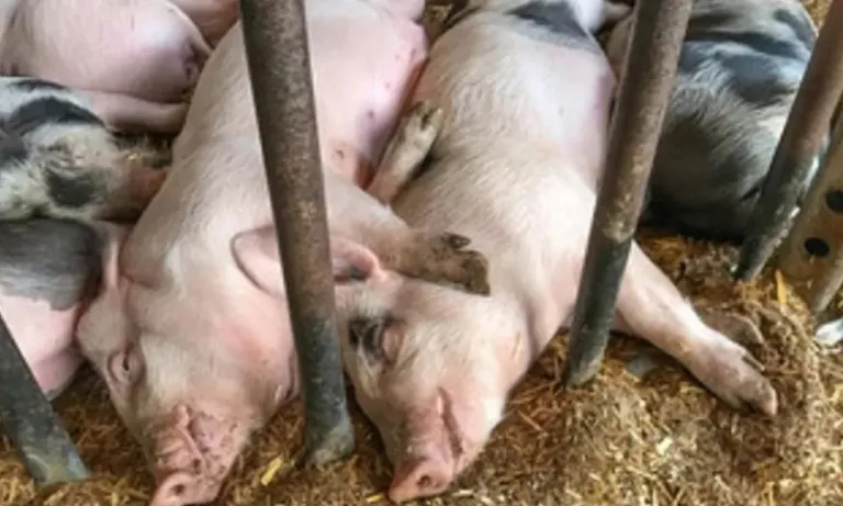 African Swine Fever Confirmed in Dimapur: Containment Zones Declared