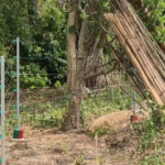 Tripura Deploys Trenches & Solar Fencing to Stop Elephant Attacks