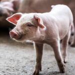 Nagaland Tightens ASF Measures — Urgent Pork Sale Restrictions