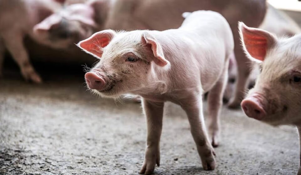 Nagaland Tightens ASF Measures — Urgent Pork Sale Restrictions