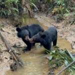 Heartwarming: Orphaned Asiatic Black Bear Cubs Return to Wild in Assam