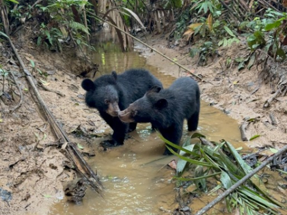 Heartwarming: Orphaned Asiatic Black Bear Cubs Return to Wild in Assam
