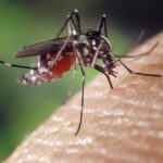 Assam Crisis: 62% of India’s Japanese Encephalitis Deaths Since 2018