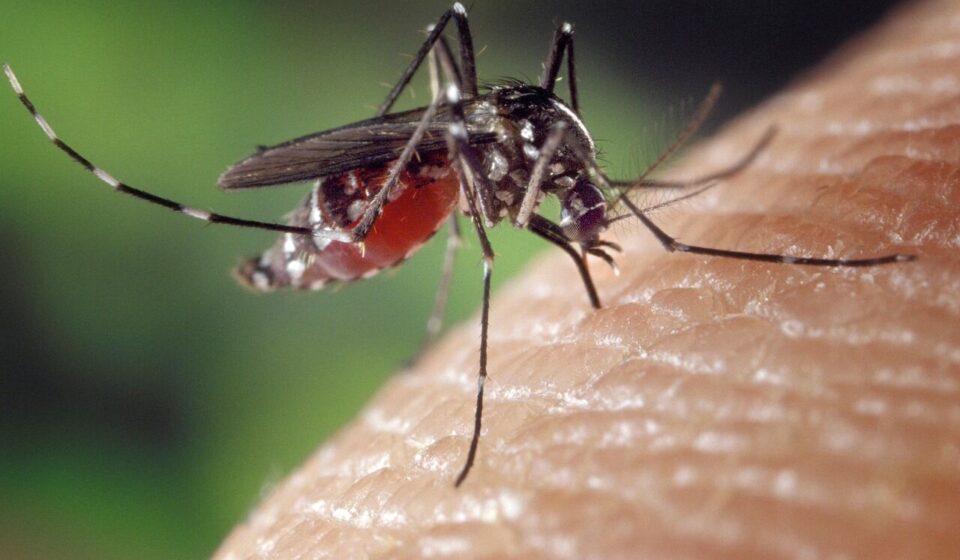 Assam Crisis: 62% of India’s Japanese Encephalitis Deaths Since 2018