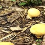Rare Yellow Puffball Mushroom Spotted in Arunachal's Longding