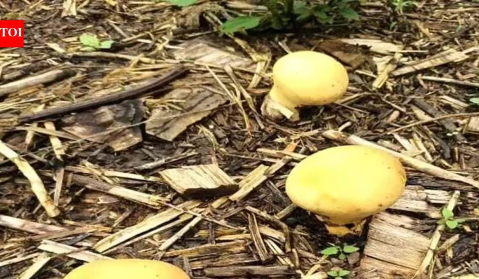 Rare Yellow Puffball Mushroom Spotted in Arunachal's Longding