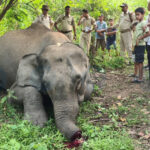 Meghalaya Man Arrested in Probe Over Shocking Sonapur Elephant Killing