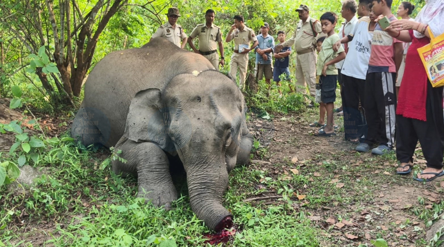 Meghalaya Man Arrested in Probe Over Shocking Sonapur Elephant Killing