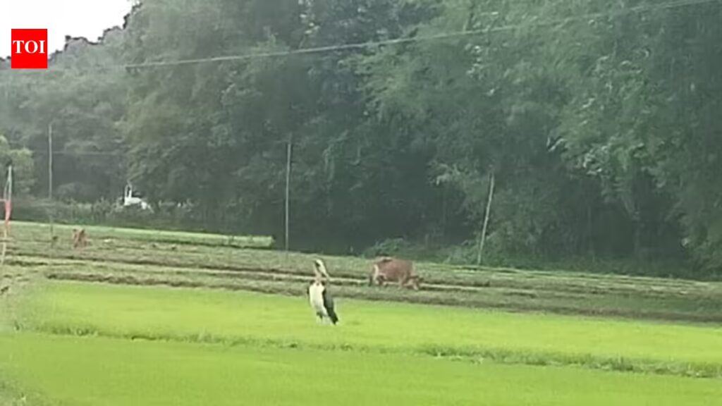 Endangered Lesser Adjutant Stork Returns to Bilasipara After 30 Years