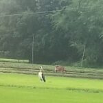 Endangered Lesser Adjutant Stork Returns to Bilasipara After 30 Years