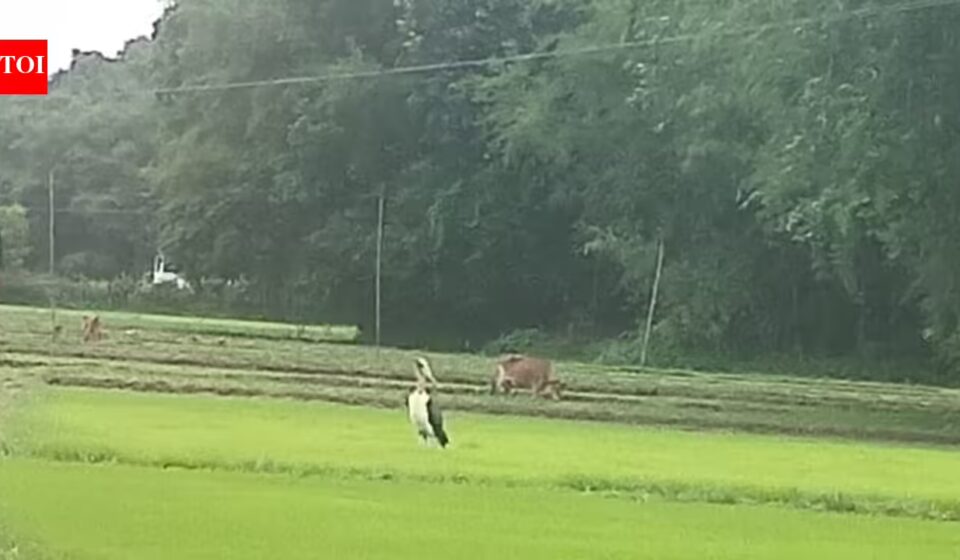 Endangered Lesser Adjutant Stork Returns to Bilasipara After 30 Years