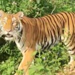 Tiger Sightings in Kaliabor: No Movement After 2 PM Alert