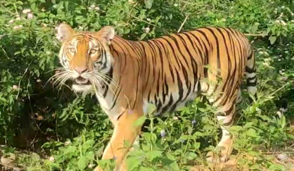 Tiger Sightings in Kaliabor: No Movement After 2 PM Alert