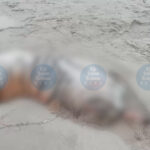 Mutilated Royal Bengal Tiger Found in Sonitpur — Poaching Suspected