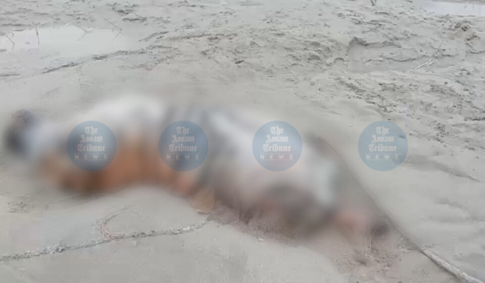 Mutilated Royal Bengal Tiger Found in Sonitpur — Poaching Suspected