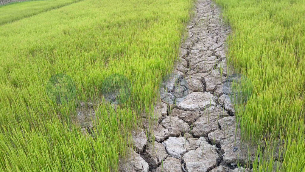 Drought Threatens Jorhat-Golaghat Villages — Farmers Fear Crop Loss