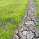 Drought Threatens Jorhat-Golaghat Villages — Farmers Fear Crop Loss