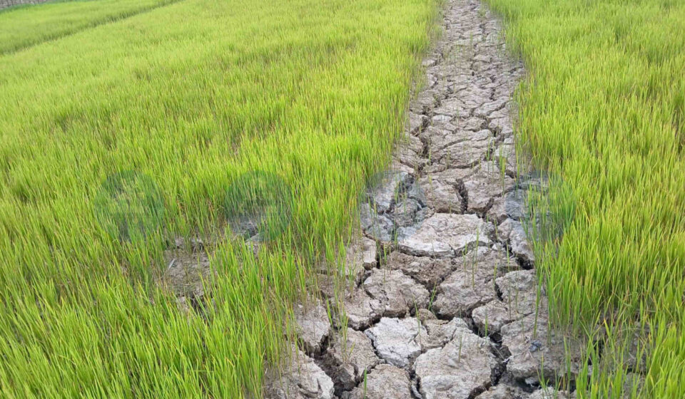 Drought Threatens Jorhat-Golaghat Villages — Farmers Fear Crop Loss