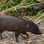 Assam CM Hails Release of 15 Pygmy Hogs into Manas Park — Major Win
