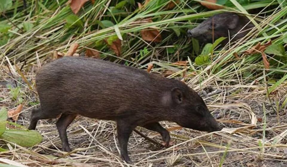 Assam CM Hails Release of 15 Pygmy Hogs into Manas Park — Major Win