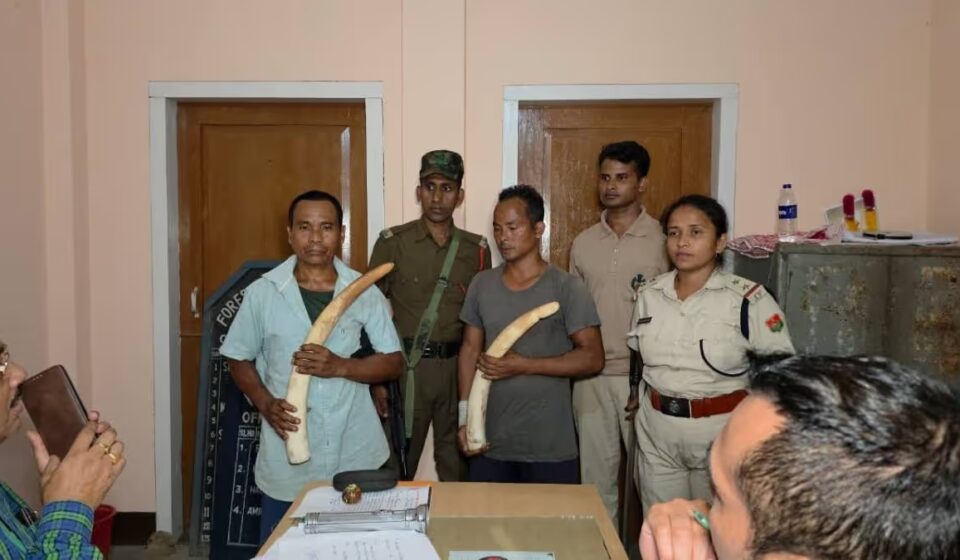 Assam Crackdown: Elephant Ivory Seized in Bamunigaon, 2 Arrested
