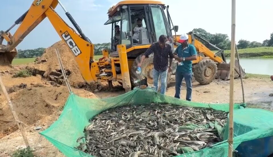 Major Assam Fisheries Raid Seizes 7 Quintals of Banned Thai Catfish