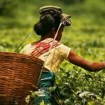 Assam Empowers Small Tea Growers via Farmers' Registry Portal