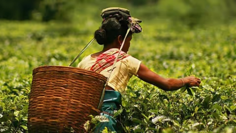 Assam Empowers Small Tea Growers via Farmers' Registry Portal