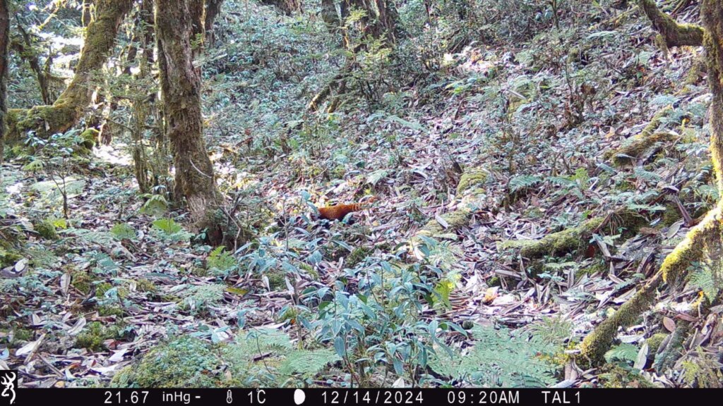 Groundbreaking Arunachal Takin Hunt Reveals New Red Panda Haven
