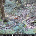 Groundbreaking Arunachal Takin Hunt Reveals New Red Panda Haven